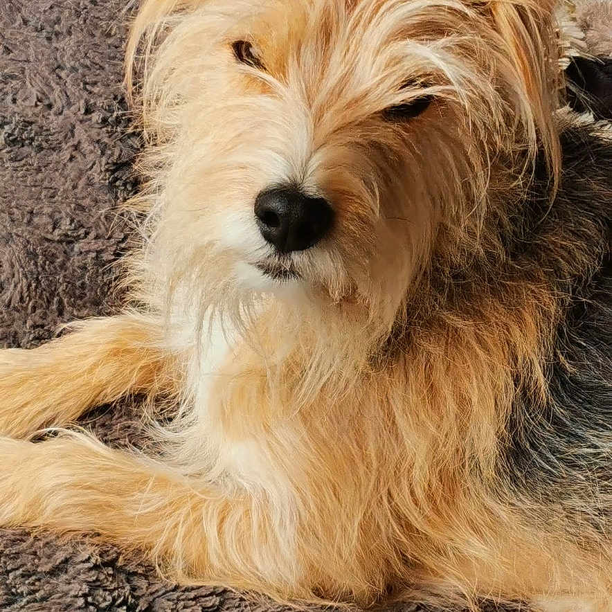 Watson