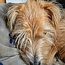 dog, sleeping, shaggy_fur, golden_brown, close_up, pet, canine, nose, fur, fluffy, resting, indoors, blanket, couch, cozy, portrait, long_hair, relaxed, animal, cute