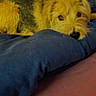 dog, pet, small_dog, scruffy_dog, long_hair, brown_fur, lying_down, resting, cushion, blue_cushion, bed, indoors, home, bedroom, wooden_cabinet, furniture, cozy, portrait, animal, sleepy