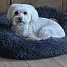 Snow participe au concours pour gagner de l'argent avec cette photo : dog, small_dog, white_dog, fluffy, pet, animal, canine, lying_down, dog_bed, shaggy_bed, indoors, wooden_floor, wood_paneling, home, cozy, portrait, looking_at_camera, white_fur, relaxed, cute