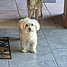 Snow a rejoint le concours — aidez-le/la à gagner de superbes lots ! dogs, two_dogs, small_dogs, pet, canine, shaggy_dog, fluffy_dog, tan_dog, white_dog, standing, indoor, home, tiled_floor, hallway, doorway, robot_vacuum, rug, portrait, adorable, alert