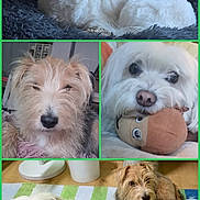 Snow a rejoint le concours — aidez-le/la à gagner de superbes lots ! dog, dogs, puppy, pet, canine, white_dog, brown_dog, shaggy_dog, small_dog, fluffy, long_hair, portrait, collage, indoor, pet_bed, plush_toy, floor, colorful_mat, sitting, lying_down