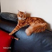 Indy a rejoint le concours — aidez-le/la à gagner de superbes lots ! cat, orange_cat, fluffy, lounging, couch, black_leather, red_pillow, indoor, pet, feline, stretching, wall, relaxed, domestic_animal, whiskers, tail, paw, fur, household, furniture