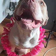 Isis a rejoint le concours — aidez-le/la à gagner de superbes lots ! animal, background, brown_and_white, close_up, cord, dog, ears, happy, indoor, light, nose, pet, pink_flower_lei, shadow, sitting, teeth, tongue, tripod, white_flowers, wooden_floor