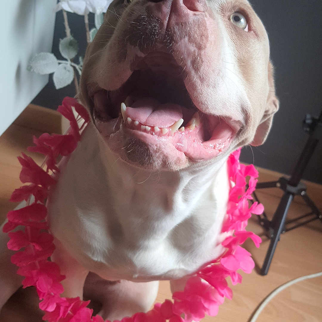 Isis a rejoint le concours — aidez-le/la à gagner de superbes lots ! animal, background, brown_and_white, close_up, cord, dog, ears, happy, indoor, light, nose, pet, pink_flower_lei, shadow, sitting, teeth, tongue, tripod, white_flowers, wooden_floor
