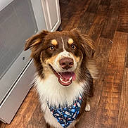 Taz is registered to the contest to win money with this photo: dog, brown, white, bandana, blue, happy, smiling, tongue_out, indoor, wooden_floor, kitchen, appliance, pet, canine, fur, ears, eyes, mouth, standing, domestic