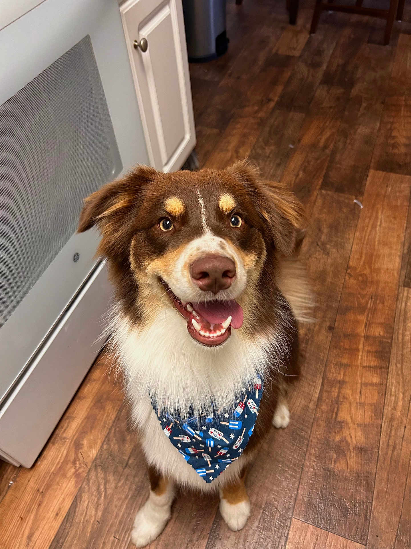 Taz