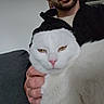 cat, white_cat, pet, animal, indoor, person, hand, fur, face, golden_eyes, pink_nose, grumpy_expression, holding, black_jacket, couch, close_up, fluffy, domestic_animal, portrait, resting