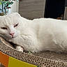 cat, white_cat, folded_ears, lounging, cardboard_scratch_pad, indoor, plant, wooden_floor, furniture, relaxed, pet, fur, close_up, domestic_animal, resting, cute, animal, houseplant, cozy, home