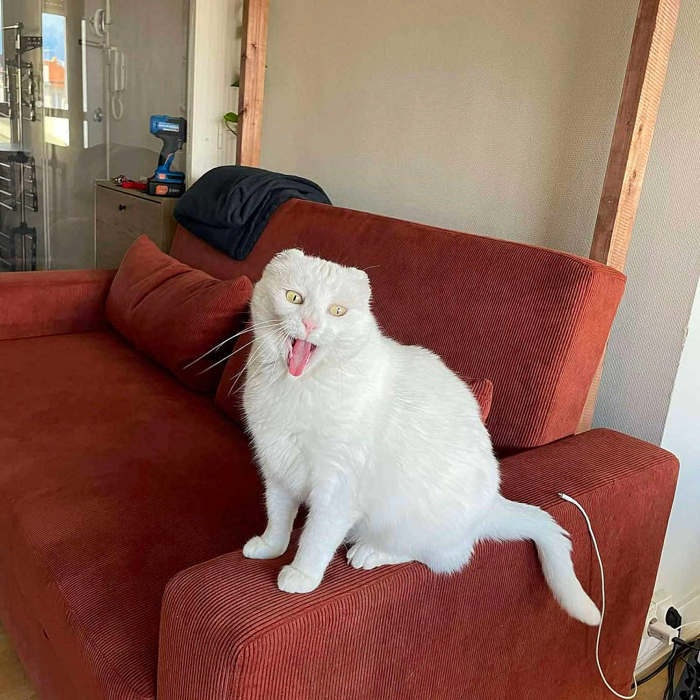 Guppy participe au concours pour gagner de l'argent avec cette photo : cat, white_cat, folded_ears, couch, red_couch, living_room, furniture, pet, animal, indoor, expression, funny_face, whiskers, tongue, home, power_drill, cable, wood_floor, pillow, door