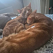 Socks joined the competition — help win amazing prizes! cat, orange_tabby, bed, cuddling, sleepy, indoor, feline, pet, cozy, resting, fur, whiskers, head, ear, blanket, pattern, wardrobe, fan, window, radiator