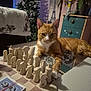 Socks joined the competition — help win amazing prizes! cat, tabby_cat, chess_board, chess_pieces, glass_table, blanket, cartoon_characters, christmas_tree, indoor, dressing_table, plant, decor, playing_cards, relaxed, furniture, orange_cat, wooden_chess_pieces, animal, table, home
