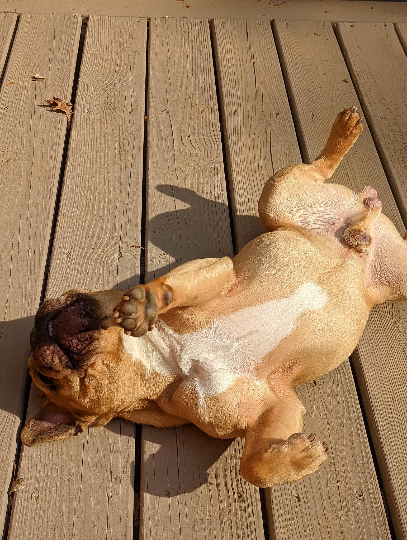 Tobias joined the competition — help win amazing prizes! art, canidae, chest, companion_dog, dog_breed, fawn, felidae, foot, fur, hardwood, human_body, human_leg, sculpture, snout, sporting_group, statue, tail, thigh, trunk, wood
