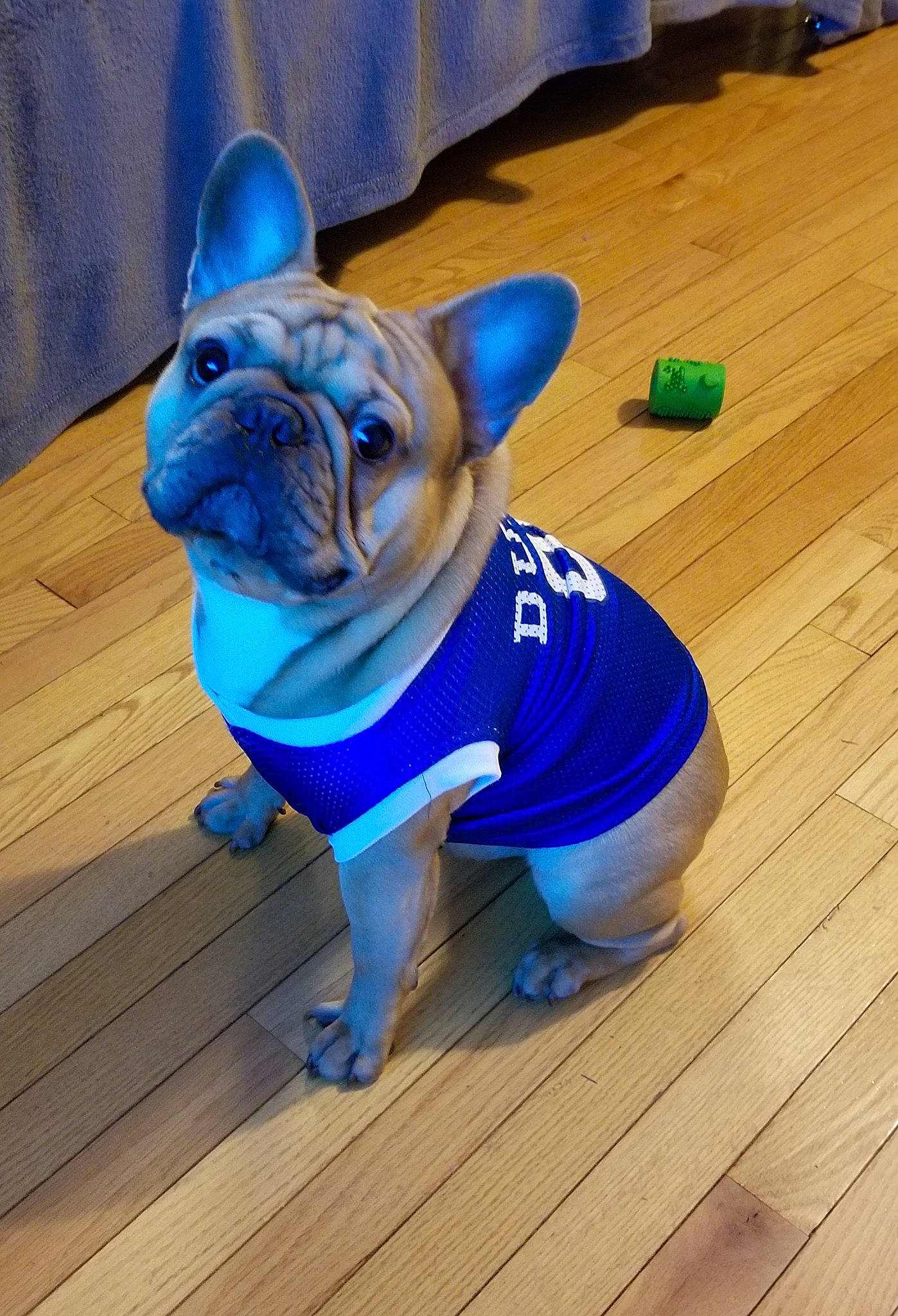 Tobias is registered to the contest to win money with this photo: carnivore, companion_dog, dog, dog_breed, electric_blue, fawn, flooring, hardwood, laminate_flooring, plank, pug, snout, toy_dog, varnish, whiskers, wood, wood_flooring, wood_stain, working_animal, wrinkle
