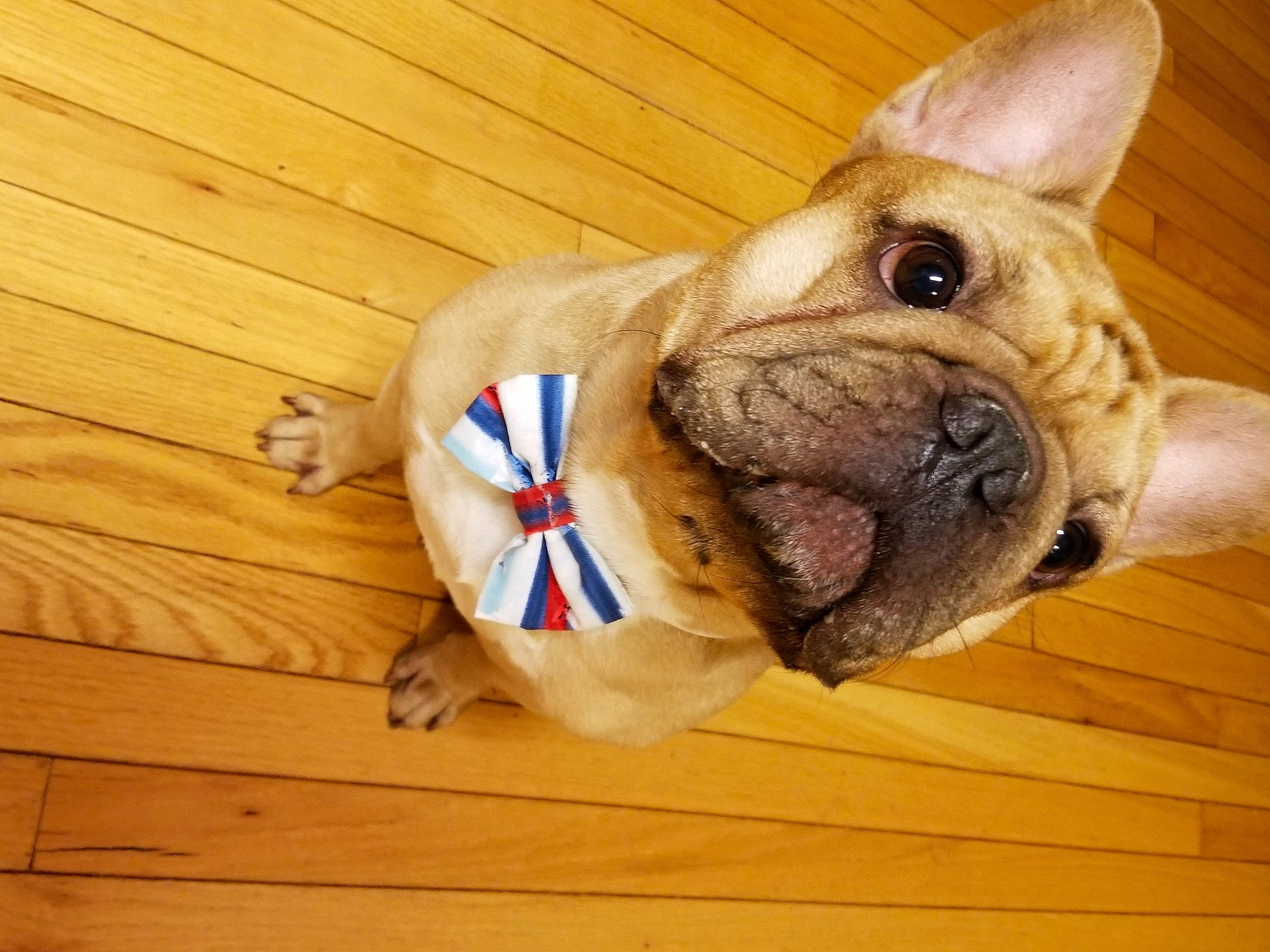 Tobias is registered to the contest to win money with this photo: bulldog, carnivore, collar, companion_dog, dessert, dog, dog_breed, ear, electric_blue, fawn, flooring, hardwood, pet_supply, snout, sporting_group, toy, toy_dog, wood, working_animal, wrinkle