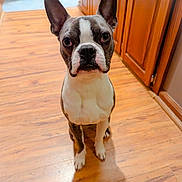 Moose joined the competition — help win amazing prizes! adorable, alert, animal, black_nose, boston_terrier, brown_floor, cabinet, canine, companion, curious, dog, domestic, ears_up, indoor, kitchen, looking_up, pet, sitting, white_chest, wooden_floor