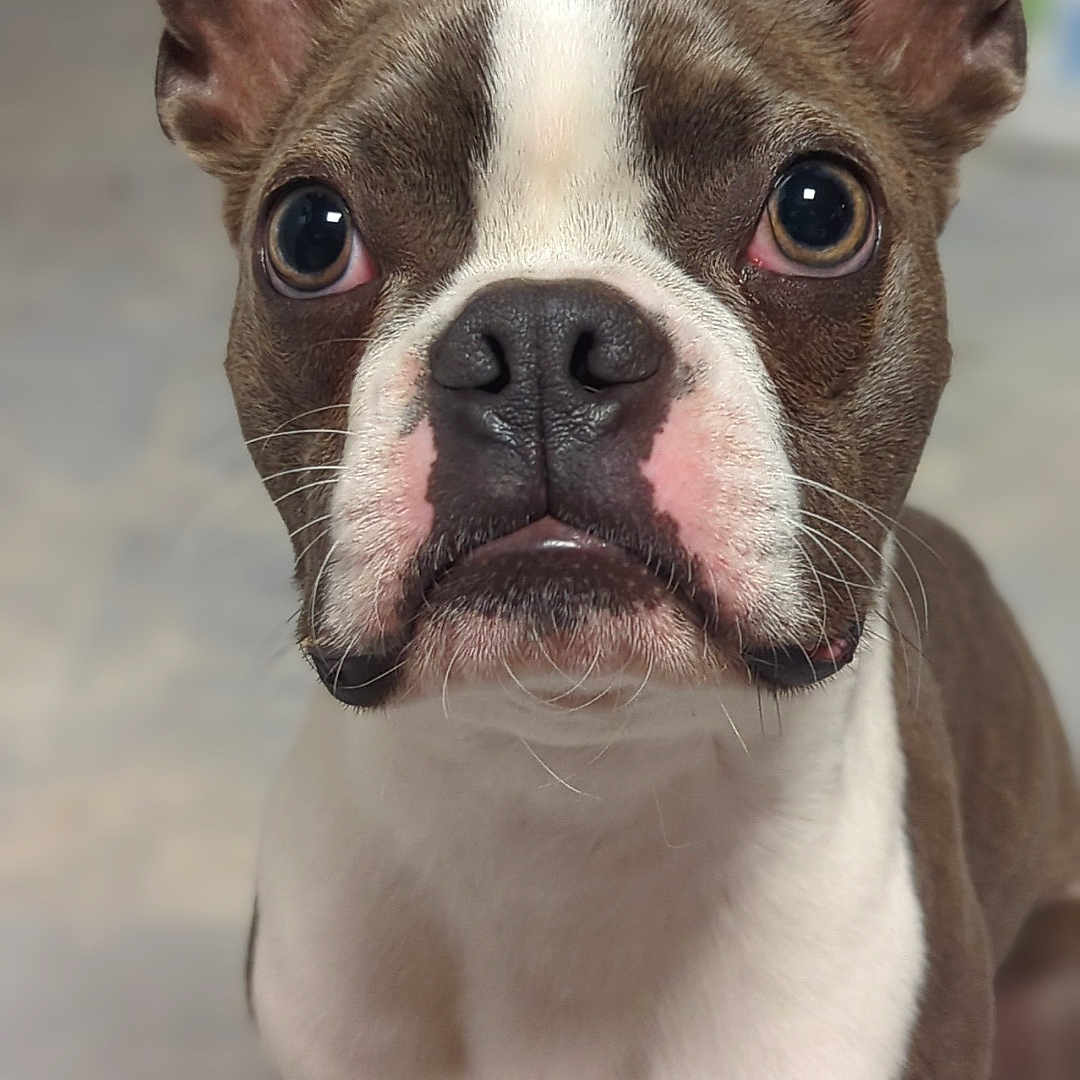 Moose is registered to the contest to win money with this photo: alert, animal, boston_terrier, brown, canine, close_up, companion, cute, dog, ears, eyes, fur, indoor, looking_up, nose, pet, portrait, snout, whiskers, white