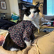 Oogie Boogie is registered to the contest to win money with this photo: cat, animal, pet, black_and_white, floral_clothing, quilted_blanket, couch, living_room, television, curtains, window, furniture, cozy, indoor, portrait, cute, domestic_animal, home, decor, textile
