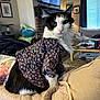 cat, animal, pet, black_and_white, floral_clothing, quilted_blanket, couch, living_room, television, curtains, window, furniture, cozy, indoor, portrait, cute, domestic_animal, home, decor, textile