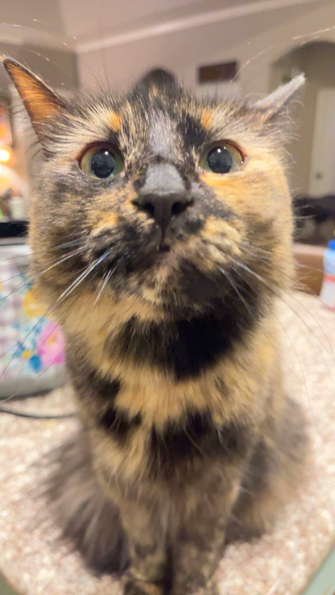 Lydia is registered to the contest to win money with this photo: animal, blurred_background, cat, close, close_up, curious, cute, domestic_cat, eyes, face, feline, focus, fur, indoor, mammal, nose, pet, portrait, tortoiseshell, whiskers