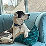 dog, couch, pillow, window, indoor, pet, relaxed, collar, blue, fur, side_view, resting, home, animal, domestic, looking_away, furniture, daylight, calm, living_room