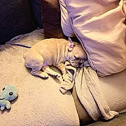 Mad a rejoint le concours — aidez-le/la à gagner de superbes lots ! animal, bed, bedroom, blanket, bulldog, canine, couch, cushion, dog, furniture, homedecor, indoors, linen, person, pet, pillow, puppy, quilt, room, sleeping