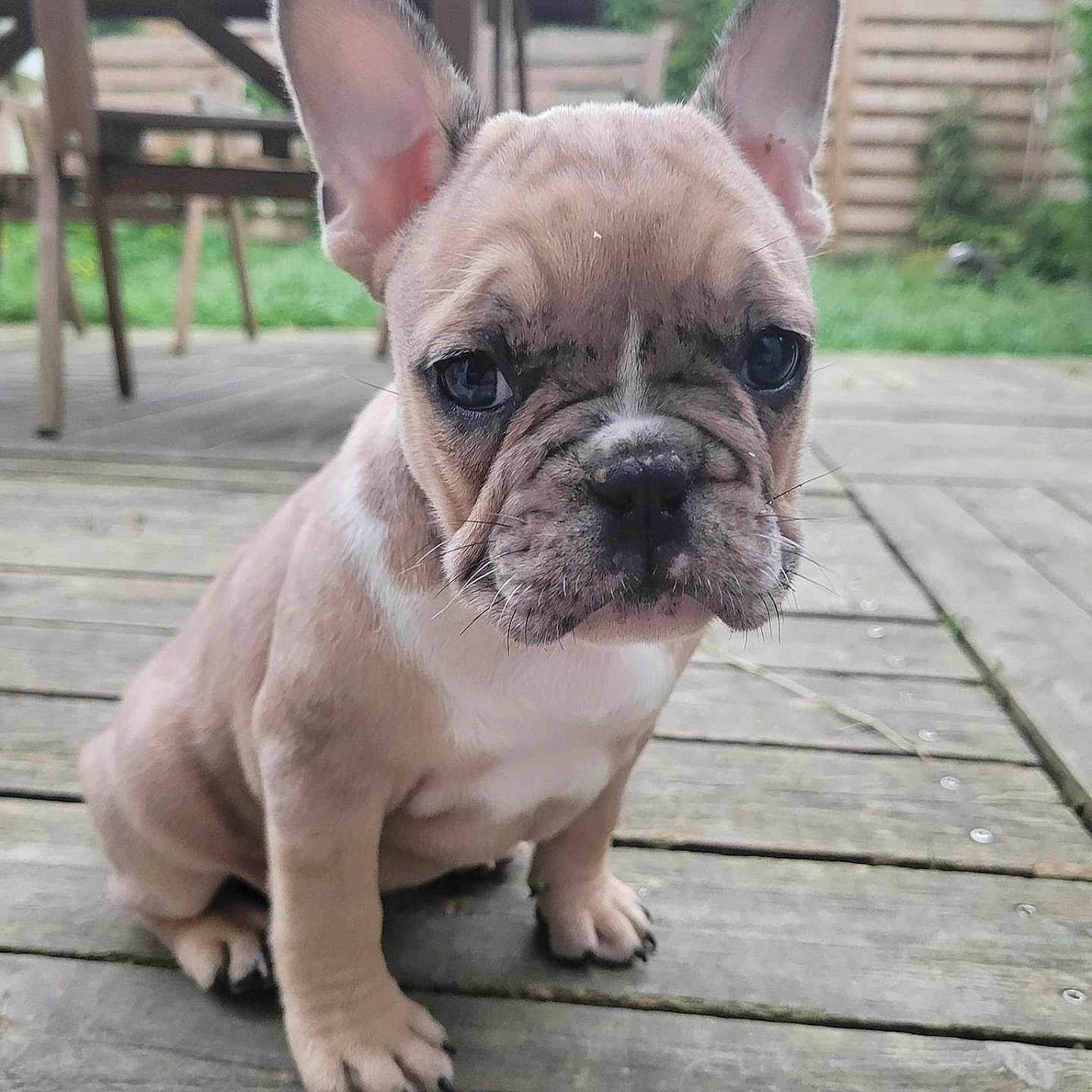 Mad a rejoint le concours — aidez-le/la à gagner de superbes lots ! animal, architecture, boxer, building, bulldog, canine, deck, dog, frenchbulldog, house, housing, pet, pitbull, plant, porch, pottedplant, puppy, water, waterfront, wood