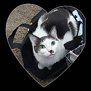 Aurora is registered to the contest to win money with this photo: animal, bag, black_and_white, carpet, cat, close_up, companion, curious, cute, domestic_animal, ears, feline, green_eyes, heart_shape, indoor, looking_up, pet, portrait, resting, whiskers