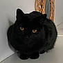 black_cat, cat, animal, pet, yellow_eyes, fur, whiskers, indoor, mirror, wicker, curled_up, close_up, feline, domestic_animal, resting, cute, quiet, shadow, table, still_life