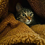 Automne a rejoint le concours — aidez-le/la à gagner de superbes lots ! cat, tabby, animal, pet, fur, blanket, cozy, brown, soft, cute, indoor, face, whiskers, eyes, fur_texture, warm, comfort, resting, curious, hidden
