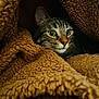 cat, tabby, animal, pet, fur, blanket, cozy, brown, soft, cute, indoor, face, whiskers, eyes, fur_texture, warm, comfort, resting, curious, hidden