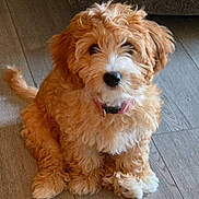 Jasmine joined the competition — help win amazing prizes! puppy, dog, cute, fluffy, curly_hair, pet, indoor, floor, collar, brown, white, sitting, small, adorable, animal, canine, young, fur, domestic_animal, looking