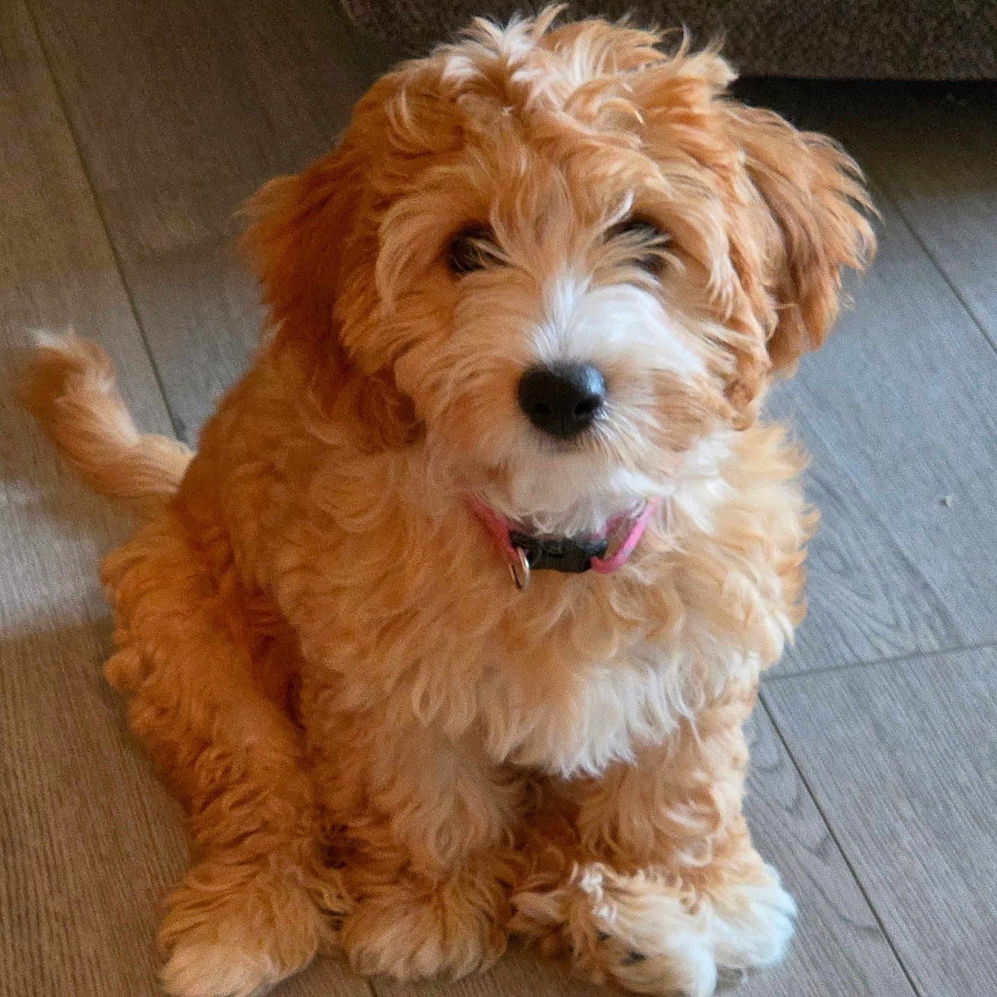 Jasmine joined the competition — help win amazing prizes! puppy, dog, cute, fluffy, curly_hair, pet, indoor, floor, collar, brown, white, sitting, small, adorable, animal, canine, young, fur, domestic_animal, looking