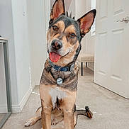 Mylo is registered to the contest to win money with this photo: dog, pet, canine, sitting, tongue_out, pointy_ears, brown_fur, black_fur, tan_fur, white_chest, collar, name_tag, indoor, hallway, home, carpet, door, portrait, happy, animal