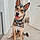 Mylo