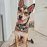 dog, pet, canine, sitting, tongue_out, pointy_ears, brown_fur, black_fur, tan_fur, white_chest, collar, name_tag, indoor, hallway, home, carpet, door, portrait, happy, animal