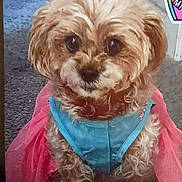 Chewbaccas joined the competition — help win amazing prizes! dog, small_dog, fluffy, brown_fur, blue_harness, pink_skirt, carpet, indoor, pet, cute, animal, sitting, fur, looking_at_camera, toy_dog, decor, closeup, portrait, companion, domestic_animal