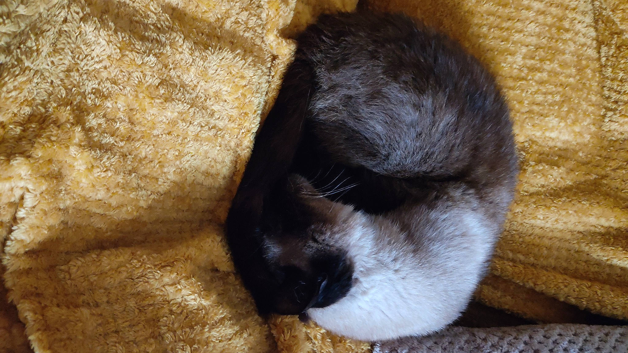 Chachou a rejoint le concours — aidez-le/la à gagner de superbes lots ! canidae, carnivore, comfort, companion_dog, dog, dog_breed, fawn, felidae, fur, liver, nap, natural_material, sleep, small_to_medium_sized_cats, snout, sporting_group, tail, terrestrial_animal, whiskers, wildlife