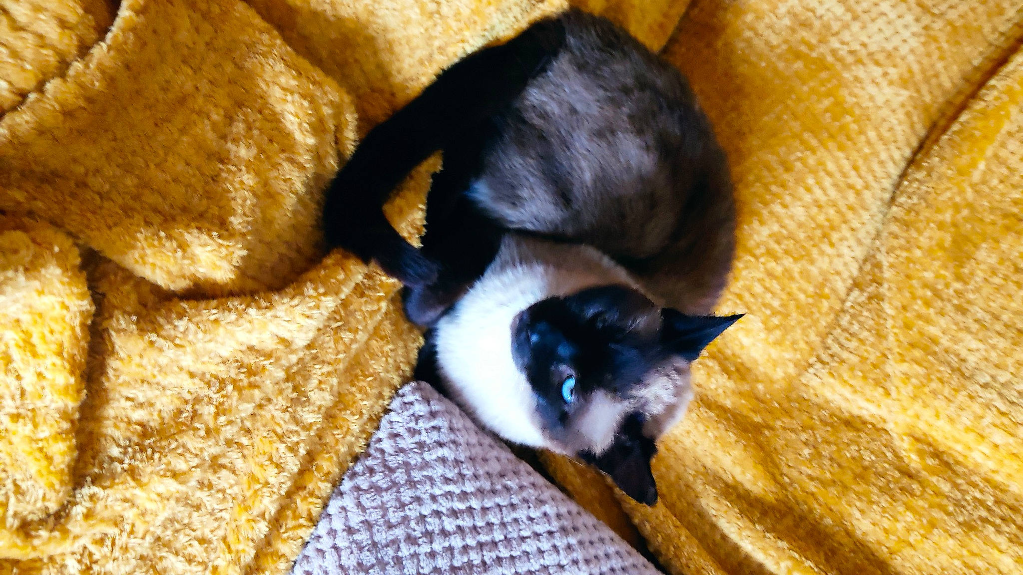 Chachou participe au concours pour gagner de l'argent avec cette photo : brown, canidae, carnivore, cat, claw, comfort, dog_breed, domestic_short_haired_cat, fawn, felidae, flooring, fur, hardwood, plant, siamese, small_to_medium_sized_cats, snout, tail, whiskers, wood