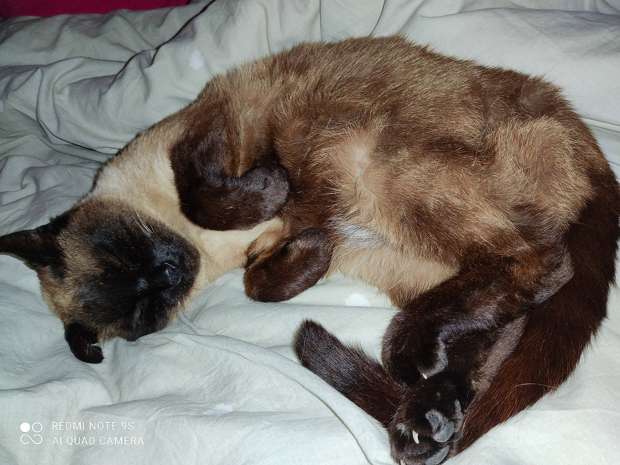 Chachou participe au concours pour gagner de l'argent avec cette photo : brown, carnivore, cat, claw, comfort, dog_breed, domestic_short_haired_cat, fawn, felidae, fur, linens, liver, luggage_and_bags, nap, siamese, small_to_medium_sized_cats, snout, sporting_group, tail, whiskers