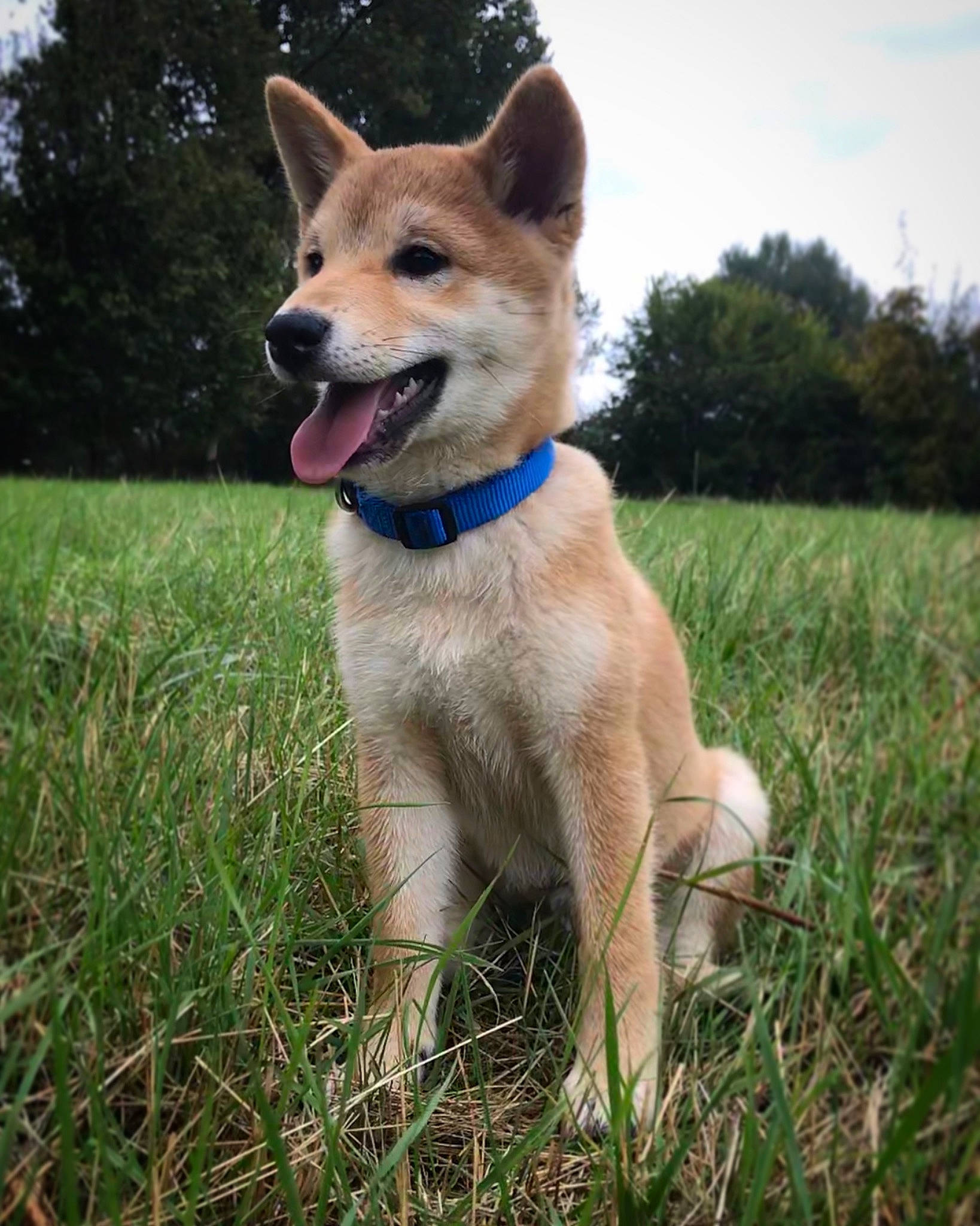 Oslow participe au concours pour gagner de l'argent avec cette photo : canidae, carnivore, cloud, collar, companion_dog, dog, dog_breed, dog_collar, dog_supply, fawn, grass, herding_dog, plant, sky, snout, sporting_group, tail, tree, whiskers, working_animal