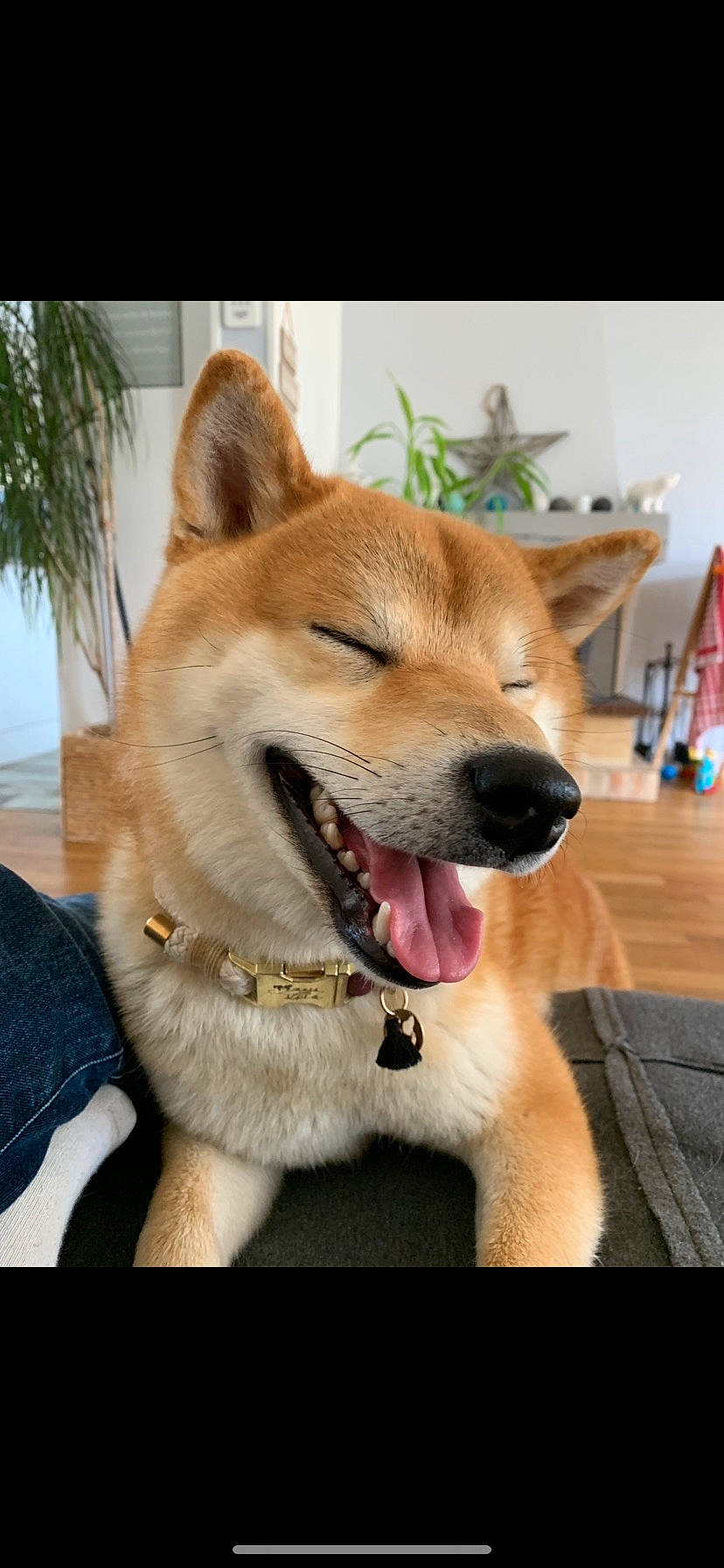 Oslow participe au concours pour gagner de l'argent avec cette photo : carnivore, collar, companion_dog, dingo, dog, dog_breed, dog_collar, fang, fawn, flooring, fur, hardwood, plant, snout, spitz, whiskers, window, wood, working_animal, working_dog