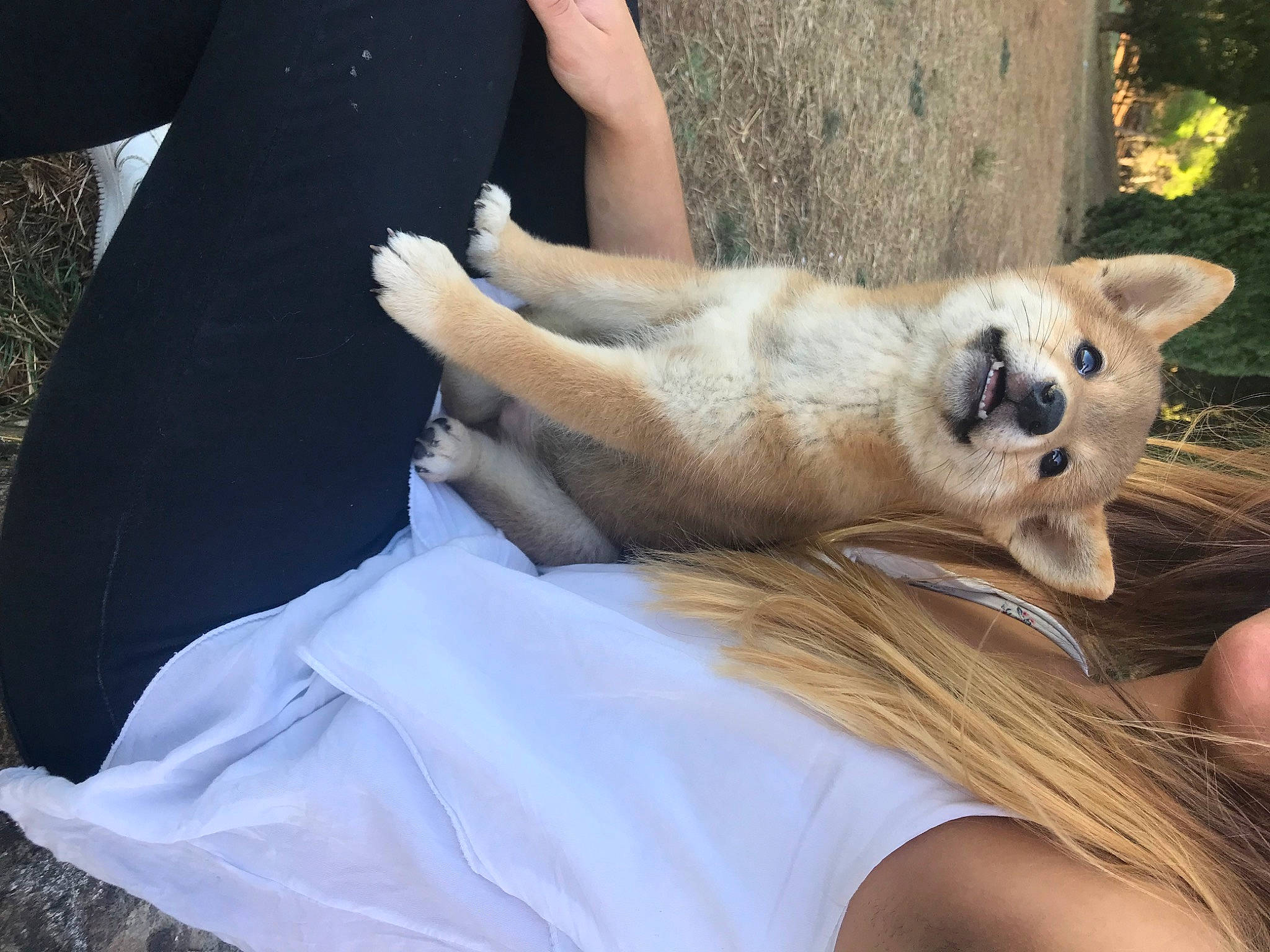 Oslow a rejoint le concours — aidez-le/la à gagner de superbes lots ! big_cats, canidae, carnivore, companion_dog, dog, dog_breed, eye, fawn, felidae, fur, human_leg, plant, small_to_medium_sized_cats, snout, sporting_group, tail, terrestrial_animal, tree, whiskers, wildlife_biologist