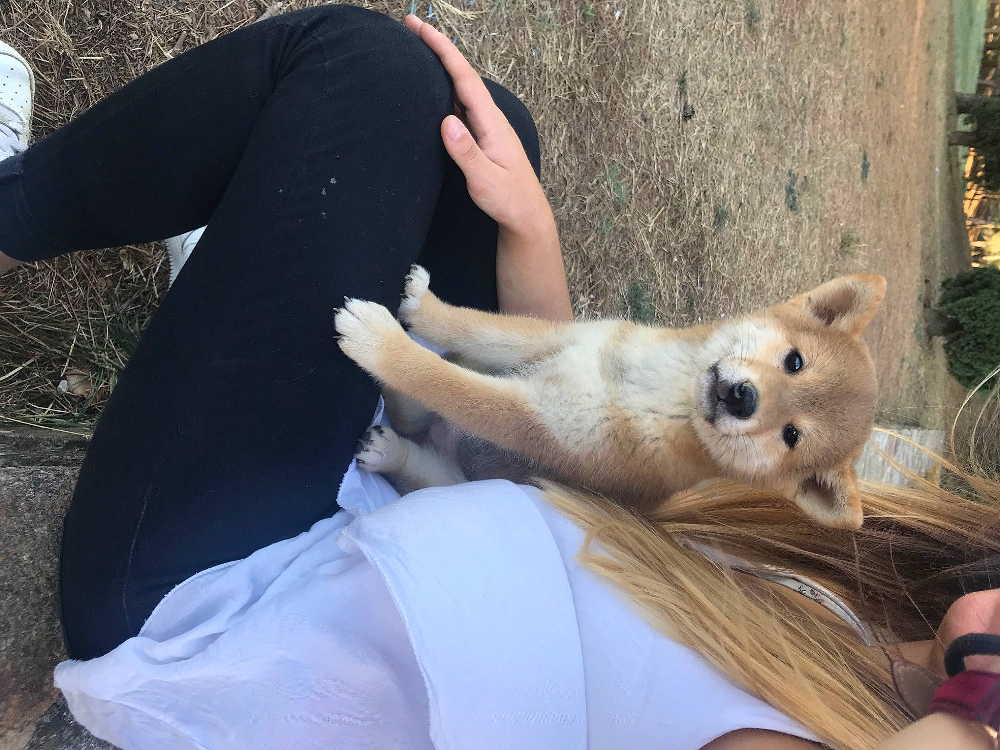 Oslow participe au concours pour gagner de l'argent avec cette photo : blond, canidae, carnivore, companion_dog, dog_breed, fawn, felidae, fur, human_leg, plant, sitting, spitz, sporting_group, stuffed_toy, tail, terrestrial_animal, toy, tree, whiskers, wildlife