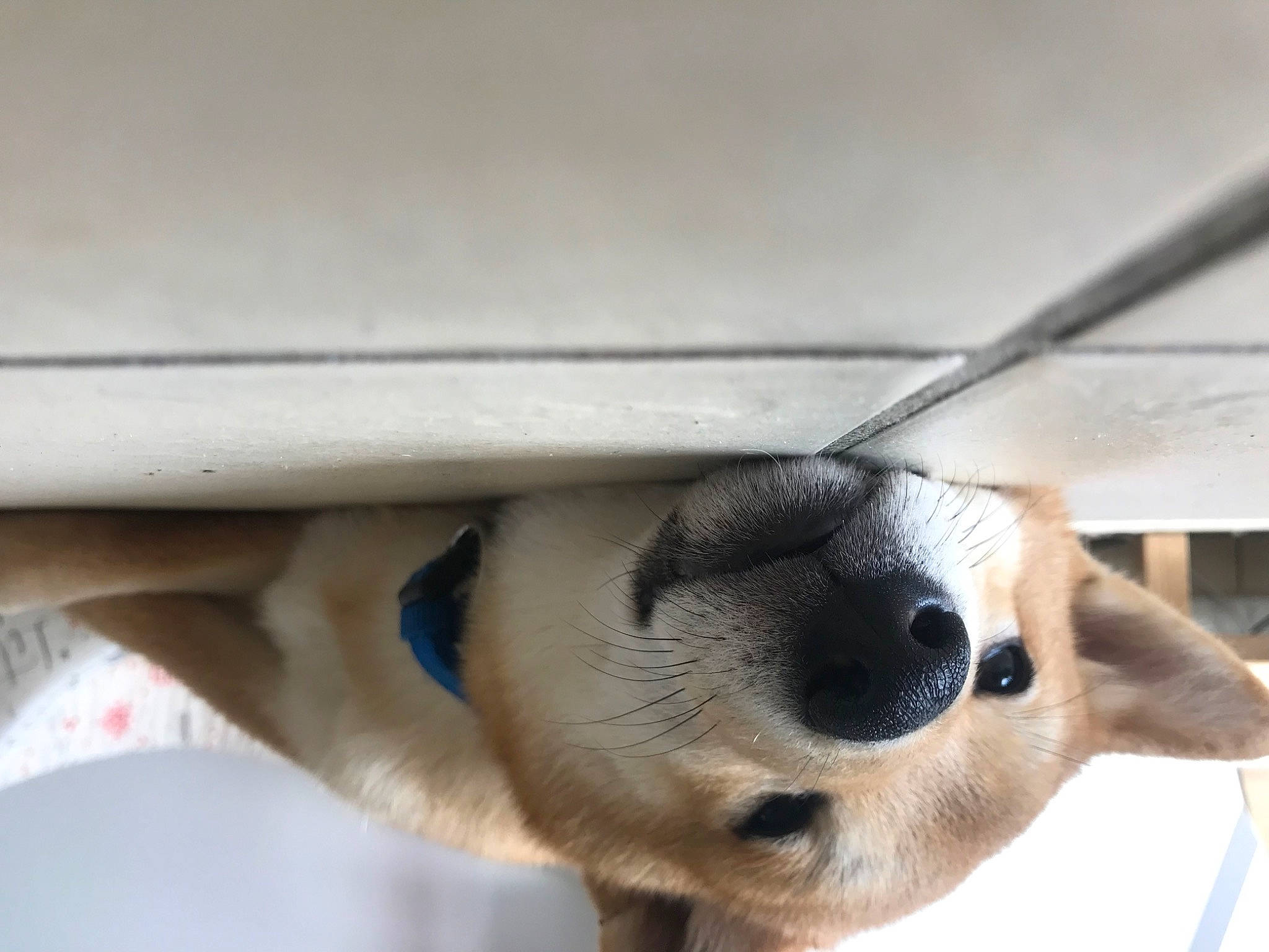 Oslow a rejoint le concours — aidez-le/la à gagner de superbes lots ! carnivore, companion_dog, dog, dog_breed, door, fawn, foot, fur, paw, snout, sporting_group, terrestrial_animal, whiskers, window, wood