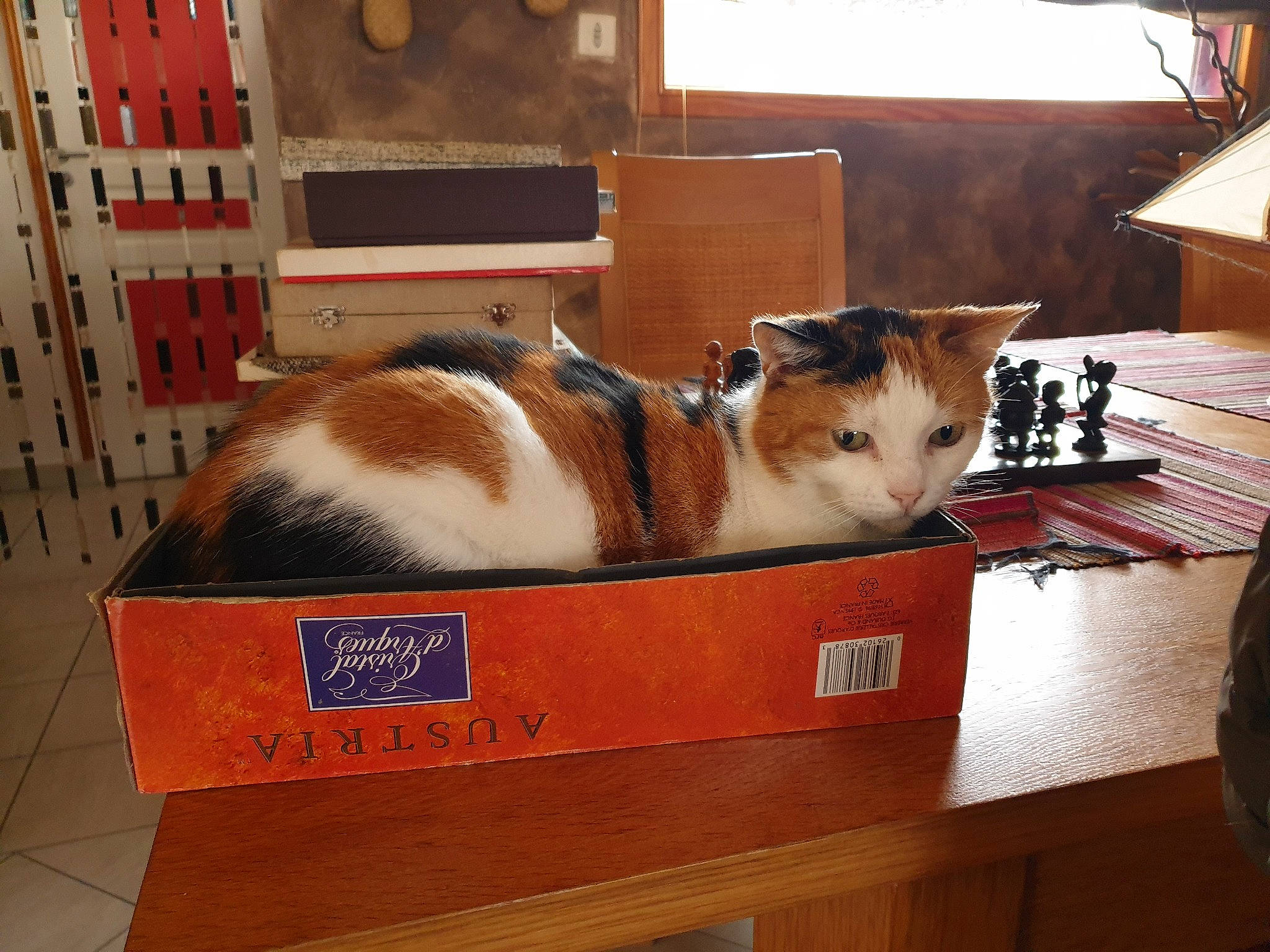 Bahia a rejoint le concours — aidez-le/la à gagner de superbes lots ! box, carnivore, cat, european_shorthair, felidae, furniture, hardwood, small_to_medium_sized_cats, table, whiskers, wood