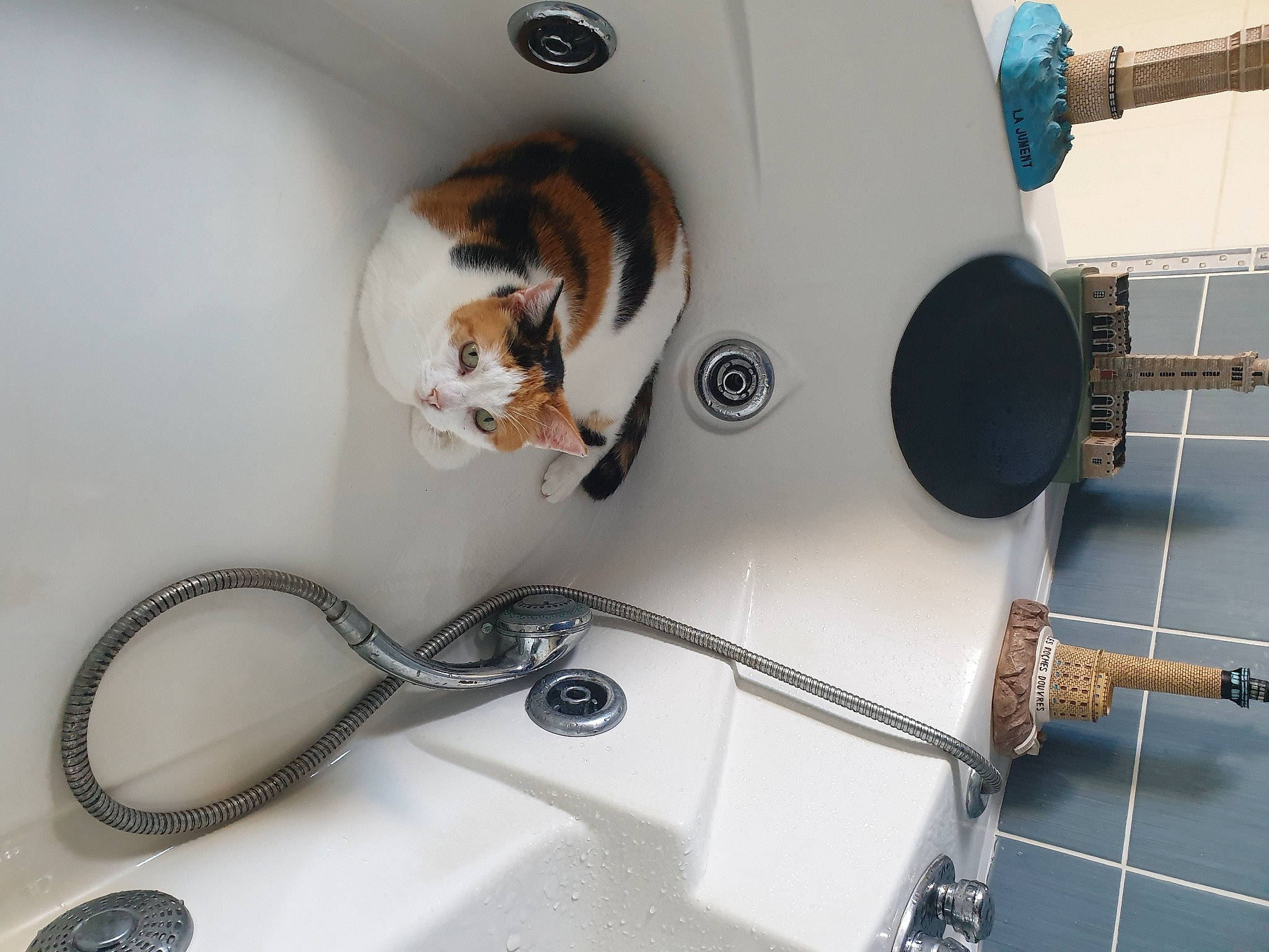 Bahia a rejoint le concours — aidez-le/la à gagner de superbes lots ! cat, plumbing_fixture, toilet_paper