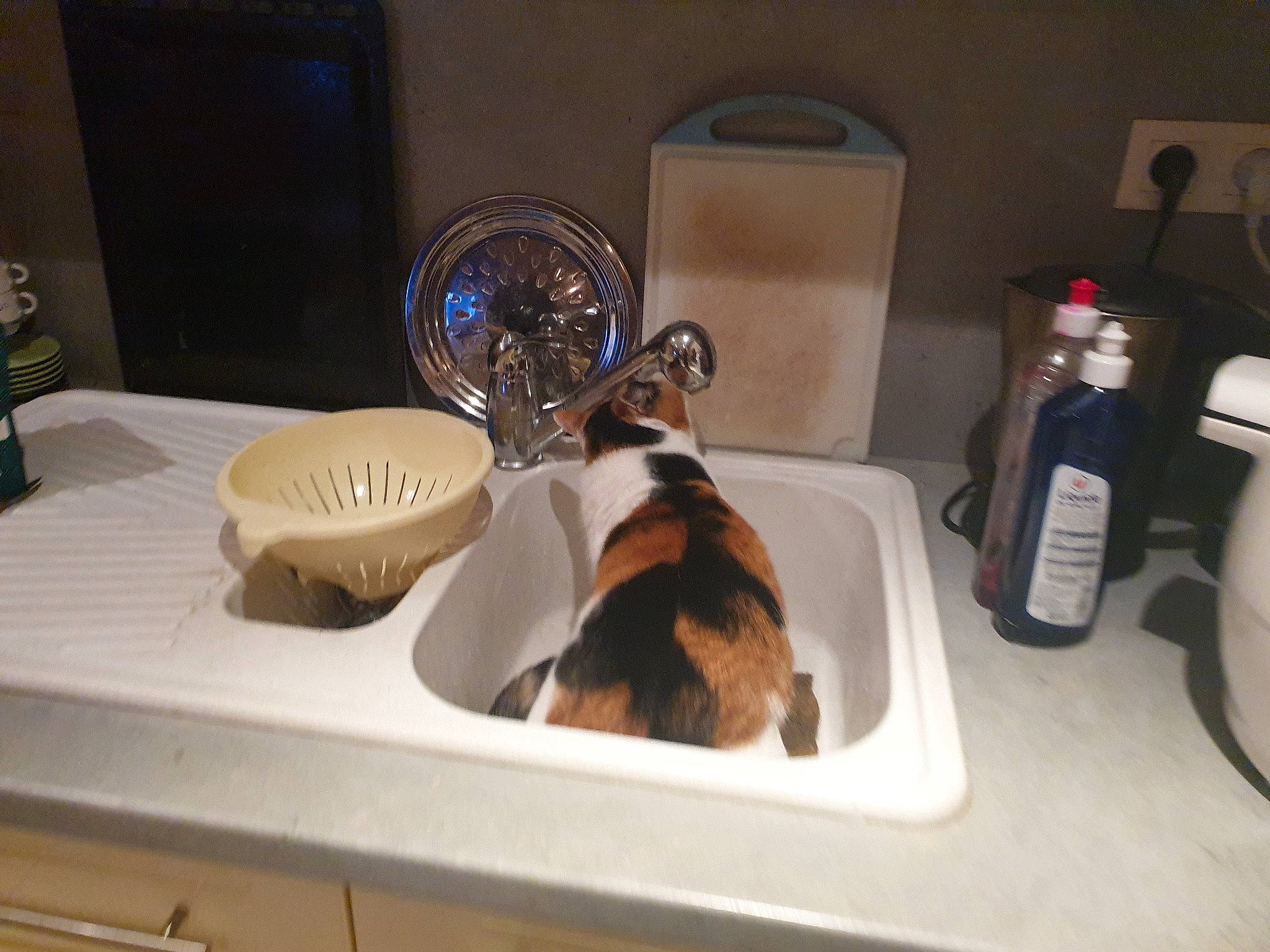 Bahia a rejoint le concours — aidez-le/la à gagner de superbes lots ! cat, countertop, room, sink, table