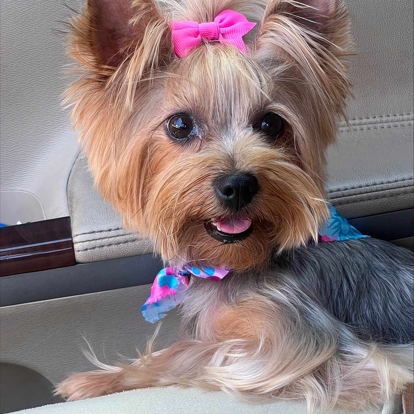 Bella is registered to the contest to win money with this photo: alert, animal, bow, car_interior, closeup, companion, cute, dog, ears, friendly, fur, happy, indoor, pet, portrait, scarf, seat, small_dog, tongue, yorkshire_terrier