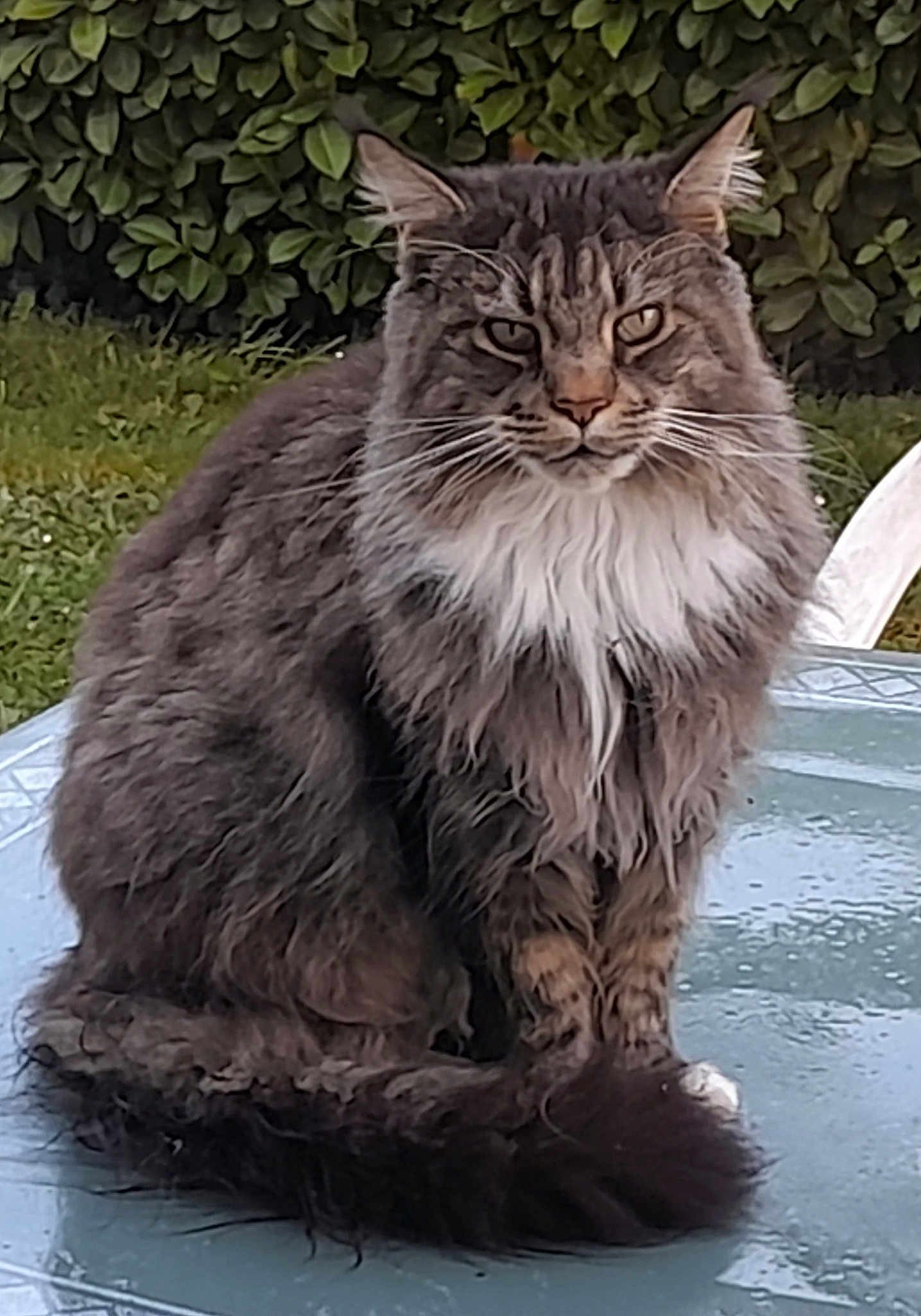 Odin
